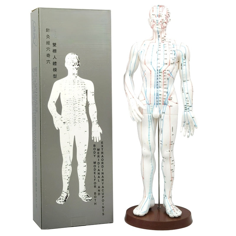 Printed Acupuncture Model Male