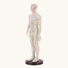Load image into Gallery viewer, Printed Acupuncture Model Male
