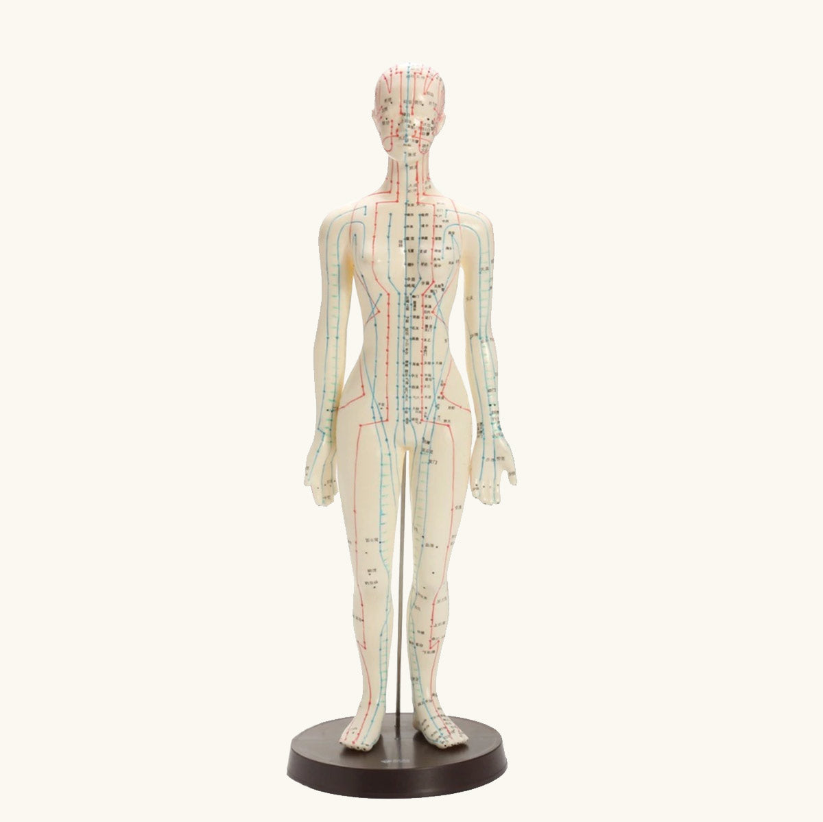 Printed Acupuncture Model Female