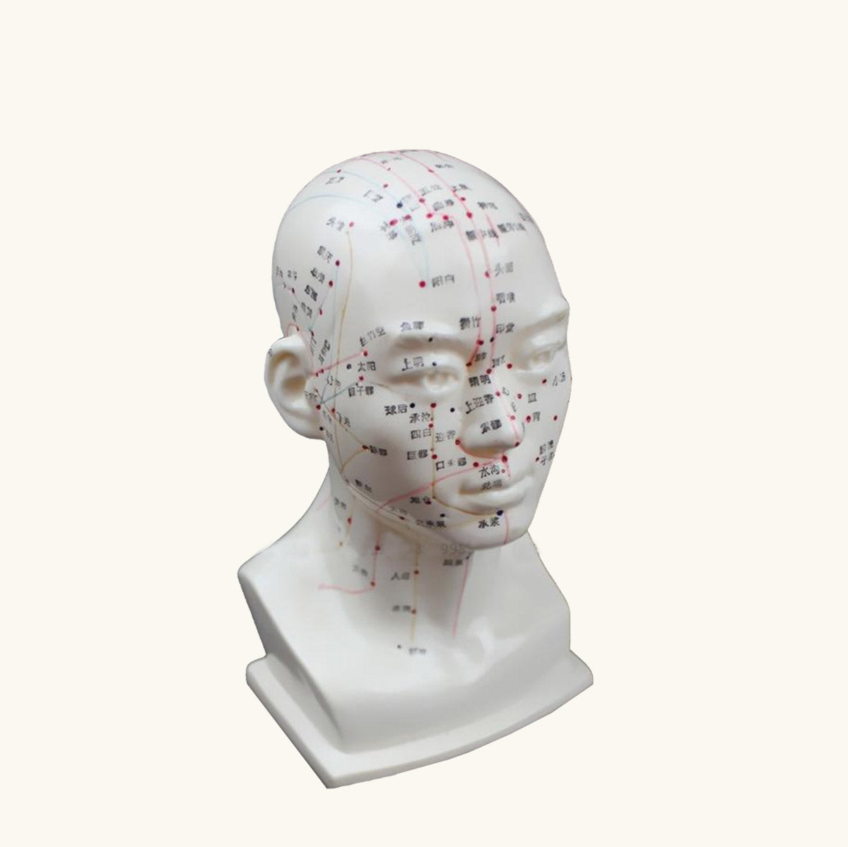 Printed Acupuncture Head Figure (22cm)