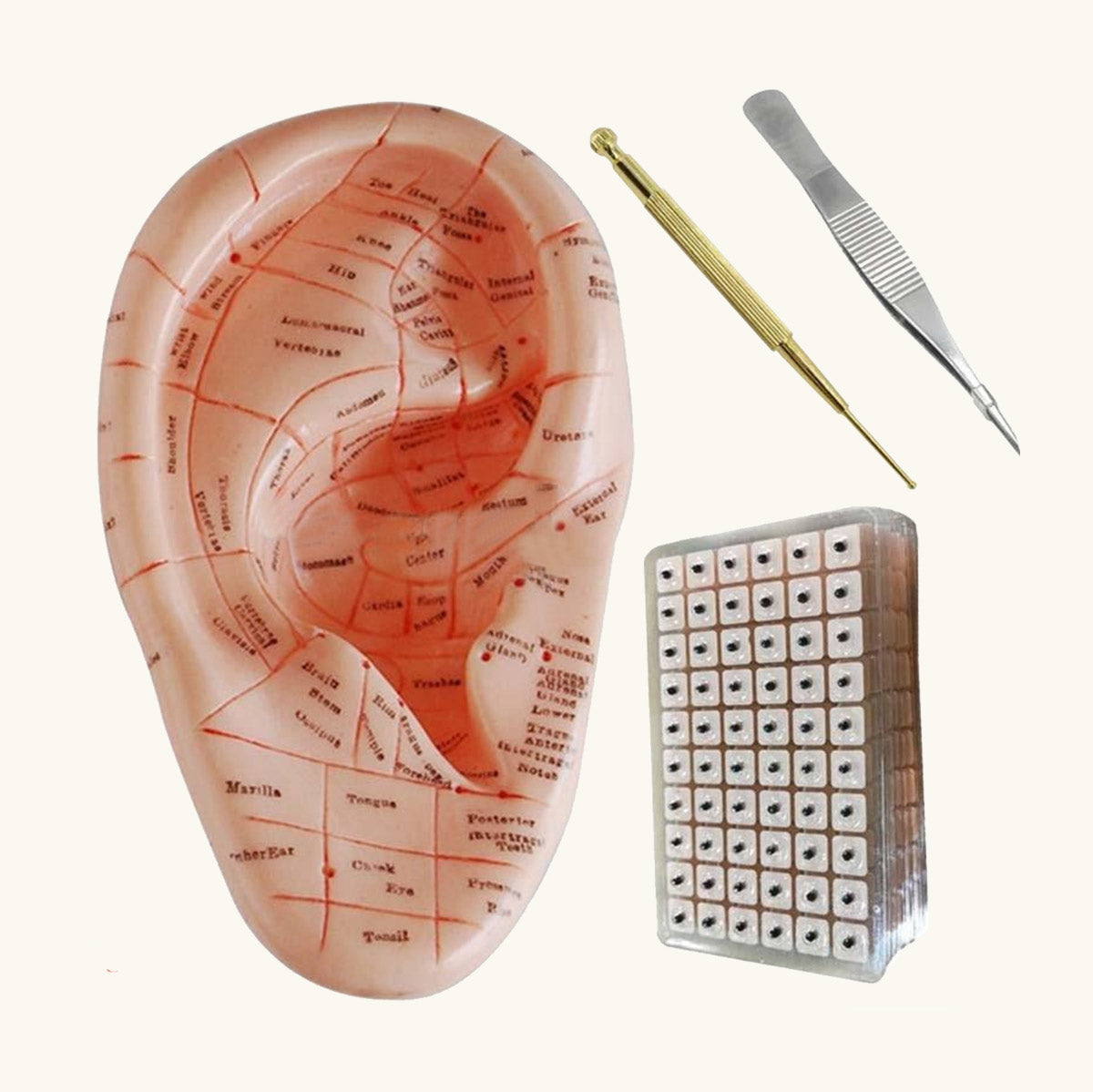 Acupuncture Ear Figure with Tools